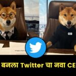 a-dog-becomes-the-new-ceo-of-twitter