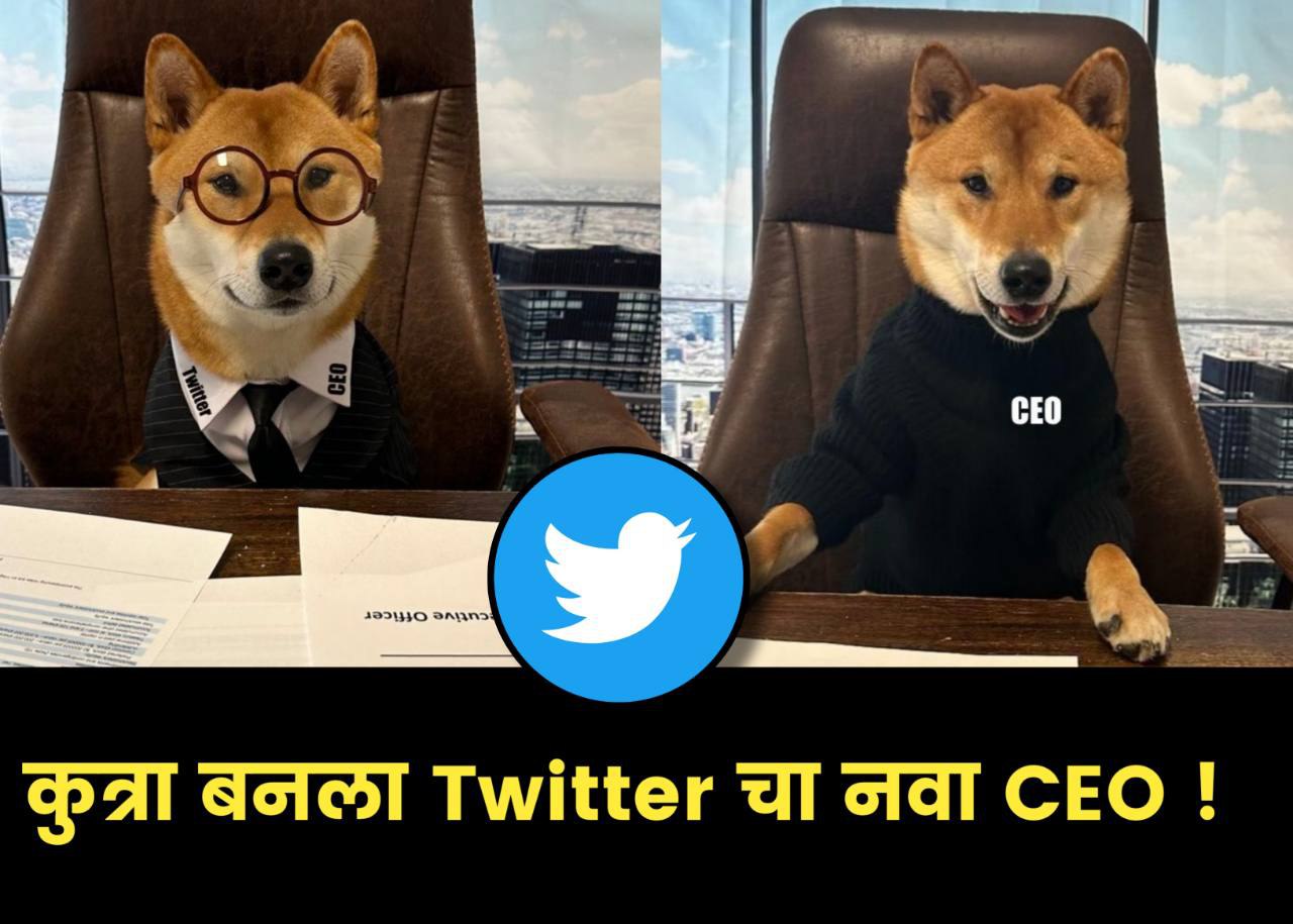 a-dog-becomes-the-new-ceo-of-twitter